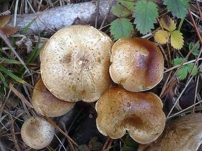 Gummischüppling, Foto 3