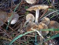 Gummischüppling, Foto 12