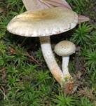Gummischüppling, Foto 14