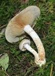 Gummischüppling, Foto 15