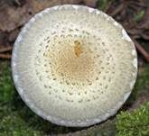 Gummischüppling, Foto 16