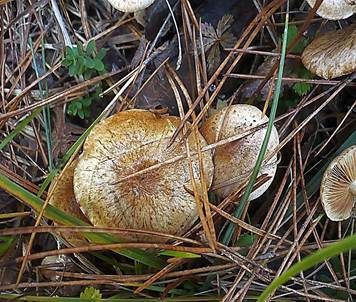 Gummischüppling, Foto 4