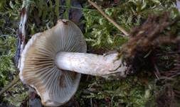 Gummischüppling, Foto 7