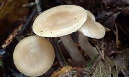 Gummischüppling, Foto 8
