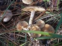 Gummischüppling, Foto 10