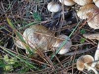 Gummischüppling, Foto 11