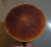 Gurkenschnitzling, Foto 17