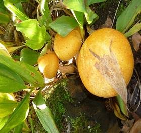 Beringter Flämmling, Foto 5