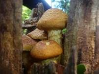 Beringter Flämmling, Foto 33