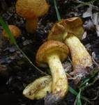 Beringter Flämmling, Foto 35