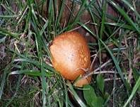 Beringter Flämmling, Foto 37