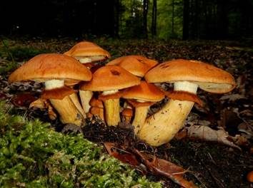 Beringter Flämmling, Foto 6
