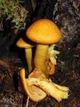 Beringter Flämmling, Foto 45