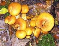 Beringter Flämmling, Foto 46