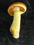 Beringter Flämmling, Foto 51