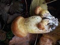 Beringter Flämmling, Foto 8