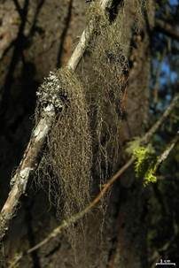 Haarfeiner Moosbart, Foto 6