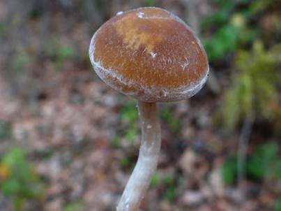 Haariger Faserling, Foto 4