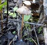 Haariger Faserling, Foto 6