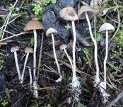 Haariger Faserling, Foto 7