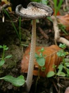Haariger Tintling, Foto 3