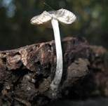 Haariger Zwergdachpilz, Foto 16