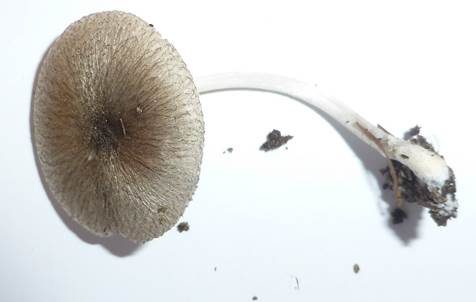 Haariger Zwergdachpilz, Foto 5