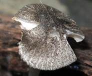 Haariger Zwergdachpilz, Foto 6