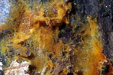 Haariges Filzgewebe, Foto 2