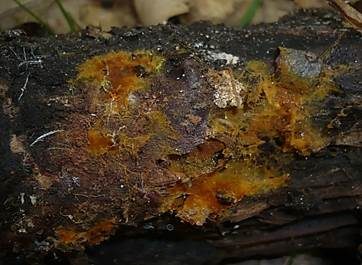 Haariges Filzgewebe, Foto 3