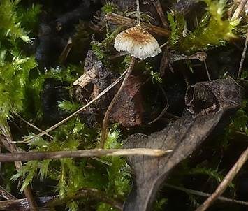Haarschwindling, Foto 2