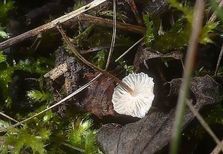Haarschwindling, Foto 3