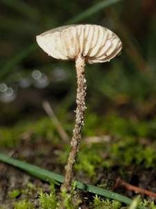 Haarschwindling, Foto 4