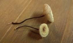 Haarschwindling, Foto 6