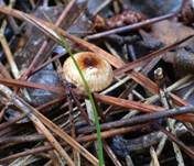 Haarschwindling, Foto 7