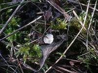 Haarschwindling, Foto 9