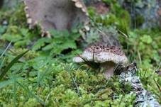 Habichtspilz, Foto 38