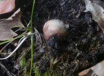 Hainbovist, Foto 5