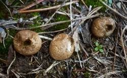 Hainbovist, Foto 7