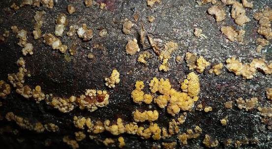 Hainbuchenbecherchen, Foto 3