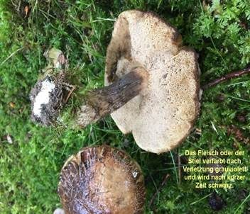 Hainbuchenröhrling, Foto 6