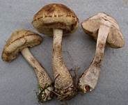Hainbuchenröhrling, Foto 52