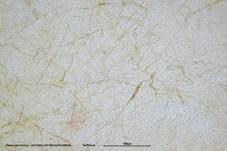 Hainbuchenröhrling, Foto 72