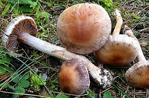 Hain-Gürtelfuß, Foto 2