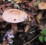 Hain-Gürtelfuß, Foto 6