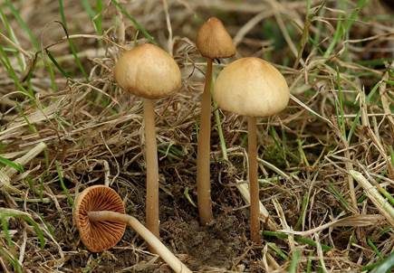Halbkugeliges Samthäubchen, Foto 5