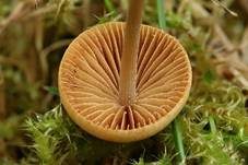 Halbkugeliges Samthäubchen, Foto 6