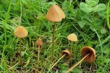 Halbkugeliges Samthäubchen, Foto 7