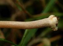 Halbkugeliges Samthäubchen, Foto 8
