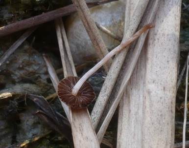 Halmfaserling, Foto 2